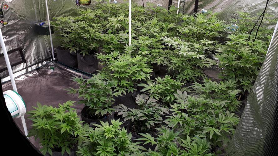 25 PLANT GROW- 8X8 GROW TENT. Week 8