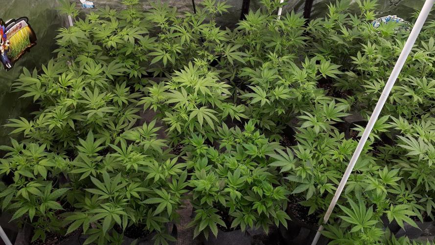 25 PLANT GROW- 8X8 GROW TENT. Week 8