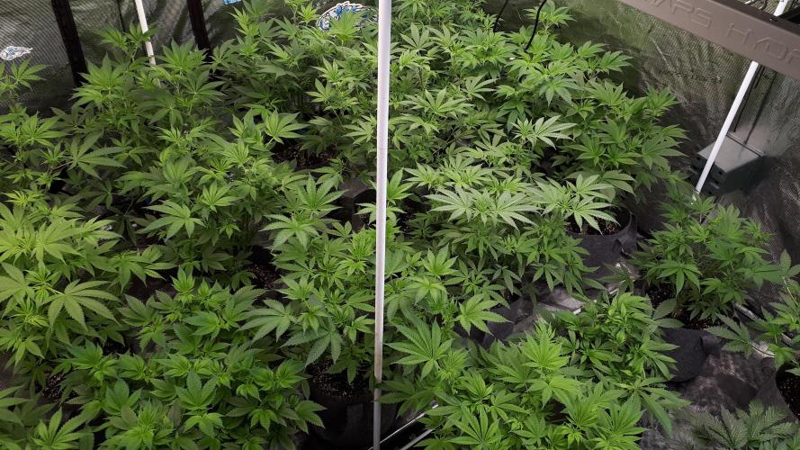 25 PLANT GROW- 8X8 GROW TENT. Week 8