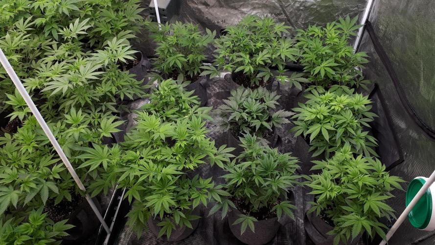 25 PLANT GROW- 8X8 GROW TENT. Week 8