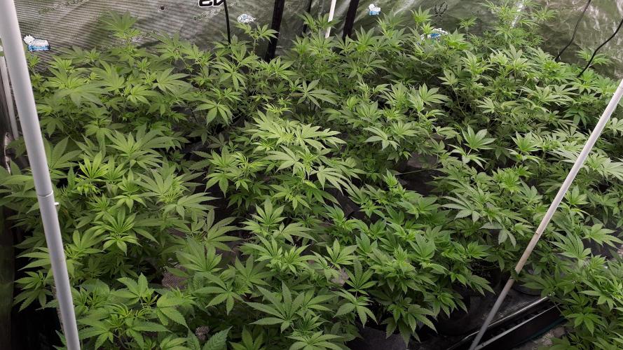 25 PLANT GROW- 8X8 GROW TENT. Week 8
