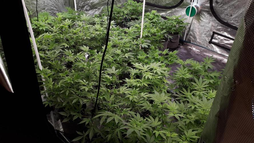 25 PLANT GROW- 8X8 GROW TENT. Week 8