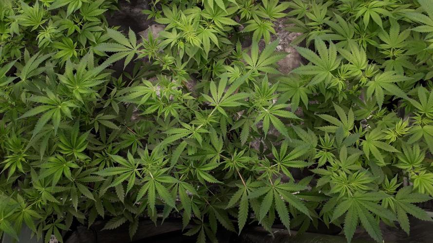 MSNL SEEDS = GORILLA ZKITTLES. Week 8
