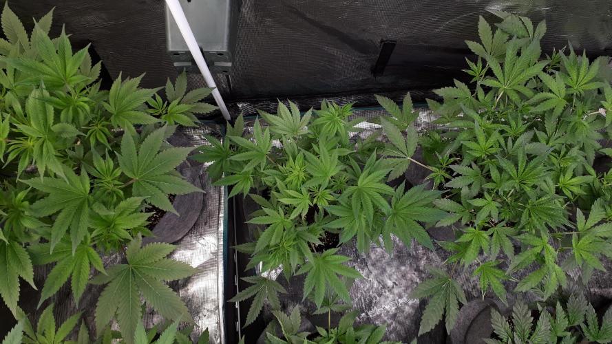 MSNL SEEDS = GRAPE GLACIER. Week 8