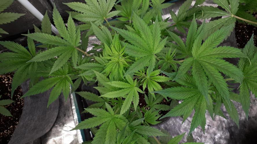 MSNL SEEDS = GRAPE GLACIER. Week 8