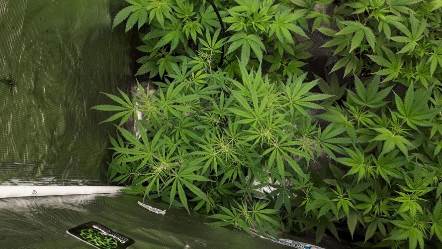 MSNL SEEDS = MIMOSA. Week 8