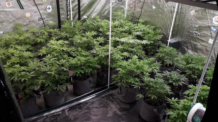 MSNL SEEDS = MIMOSA. Week 8