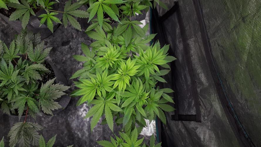 MSNL SEEDS = SKYWALKER OG. Week 8