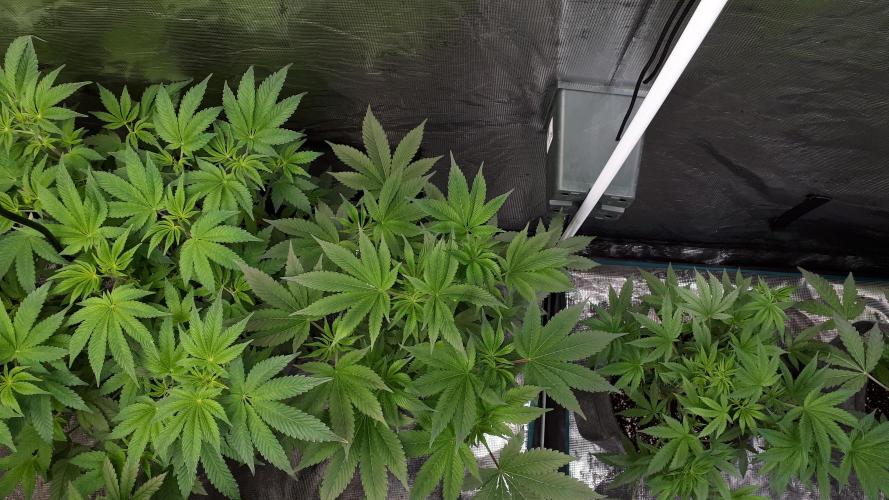 MSNL SEEDS = WHITE TRUFFLE. Week 8