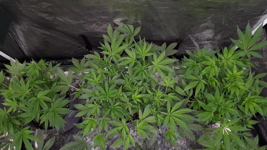 420 FASTBUDS = BISCOTTI GELATO. Week 8