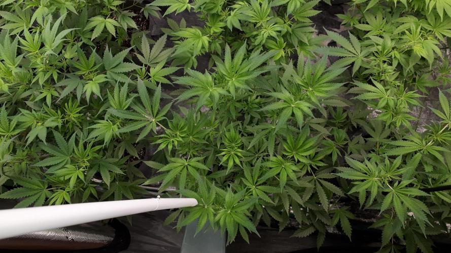 420 FASTBUDS = LEMON CHERRY RUNTZ. Week 8