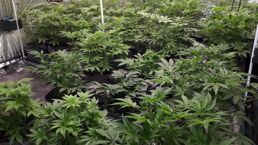 Grow Tent 240x240x200cm (8'x8'x6.5'). Week 8