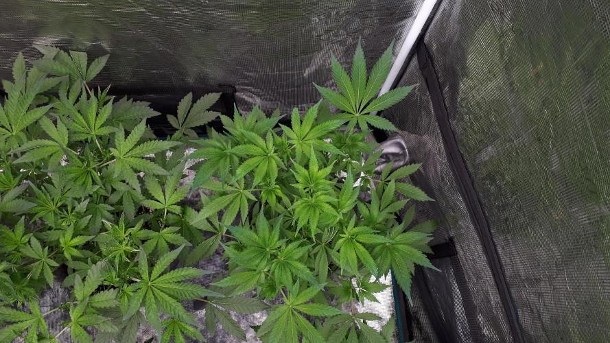 KANNABIA SEEDS = APPLE AND BANANAS. Week 8