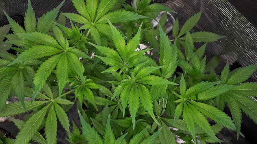 KANNABIA SEEDS = APPLE AND BANANAS. Week 8