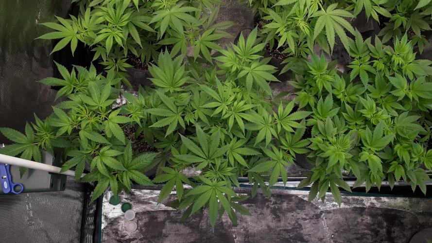 KANNABIA SEEDS = HELLFIRE OG. Week 8