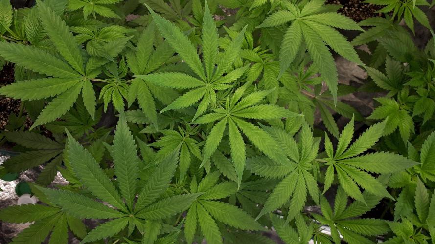 KANNABIA SEEDS = HELLFIRE OG. Week 8