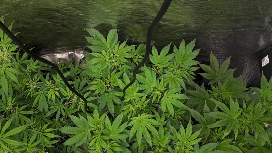 KANNABIA SEEDS = PINK GELATO. Week 8