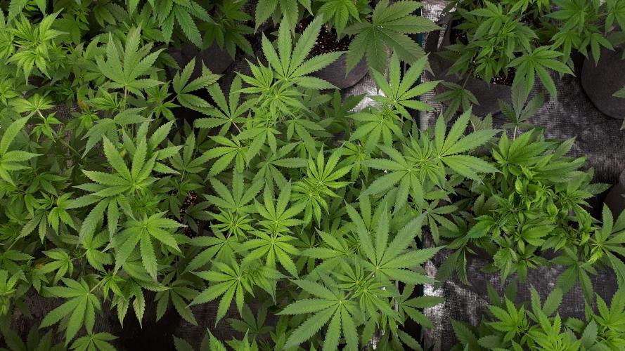 KANNABIA SEEDS = ZOAP ROSE. Week 8
