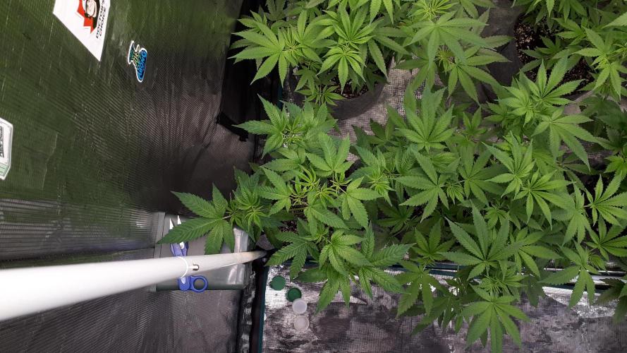 ILGM = GRAPE FANTA. Week 8