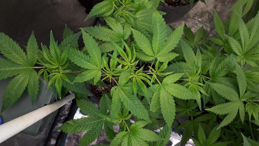 ILGM = GRAPE FANTA. Week 8