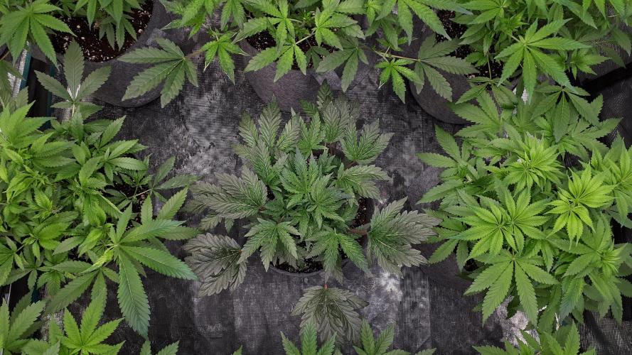 ILGM = TANGIE QUEEN. Week 8