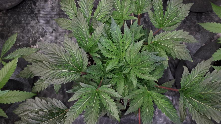 ILGM = TANGIE QUEEN. Week 8
