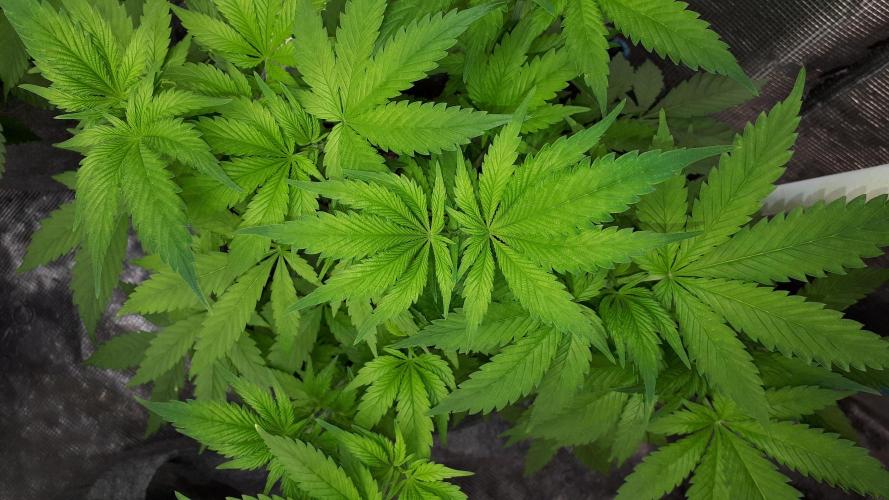 SUPERNATURAL SEEDS = APPLE MAC. Week 8