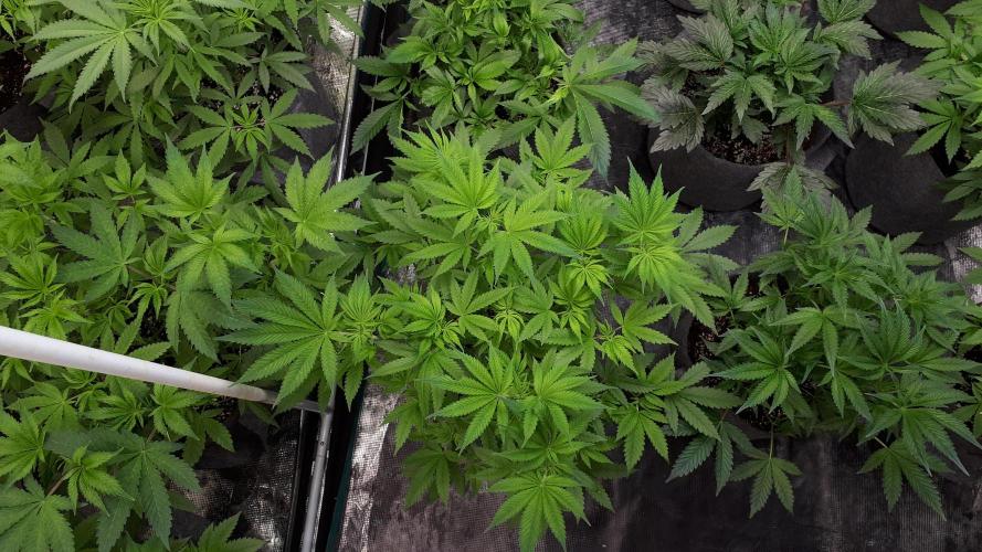 SUPERNATURAL SEEDS = GRAPE GASOLINE. Week 8