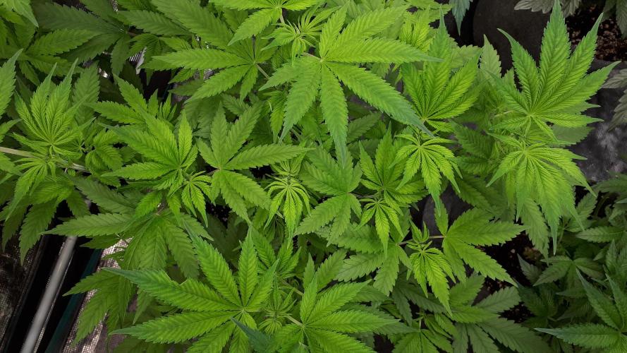 SUPERNATURAL SEEDS = GRAPE GASOLINE. Week 8