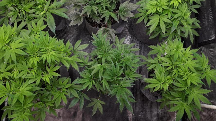 UKHTA SEEDS = CANDY HOUSE. Week 8