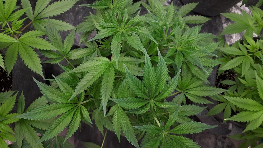 UKHTA SEEDS = CANDY HOUSE. Week 8