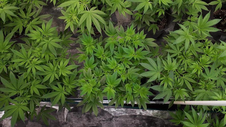 IZI SEEDS = GRANDPA ZOMBIE. Week 8