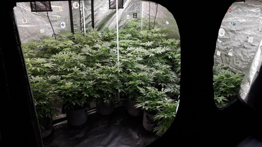 25 PLANT GROW- 8X8 GROW TENT. Week 9