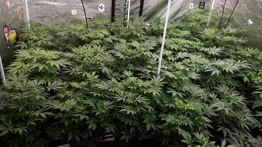 25 PLANT GROW- 8X8 GROW TENT. Week 9