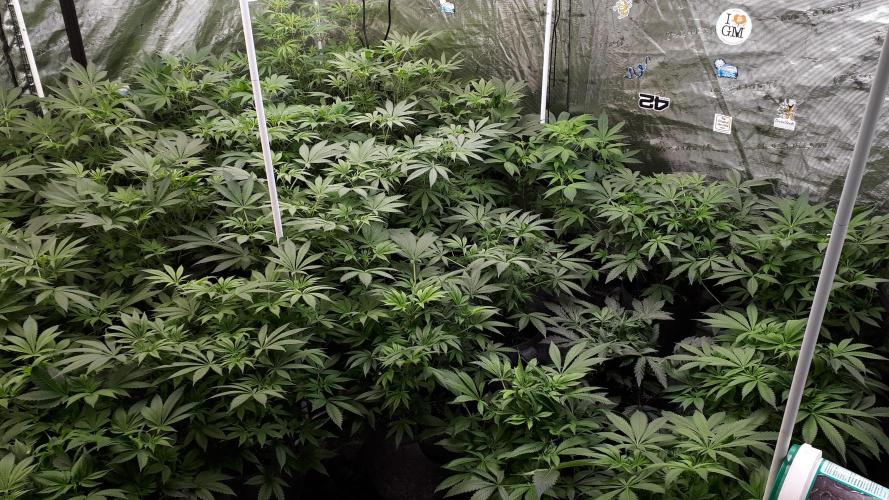 25 PLANT GROW- 8X8 GROW TENT. Week 9
