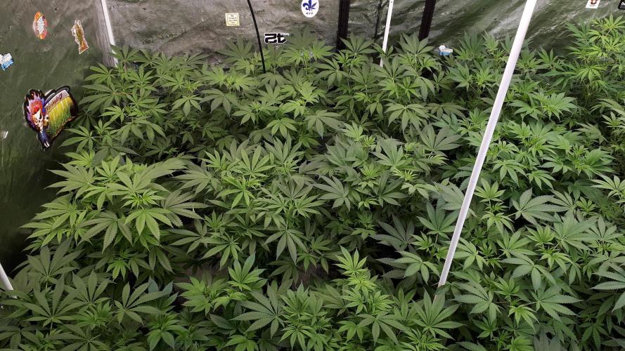 25 PLANT GROW- 8X8 GROW TENT. Week 9