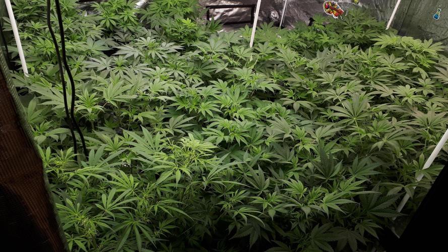 25 PLANT GROW- 8X8 GROW TENT. Week 9