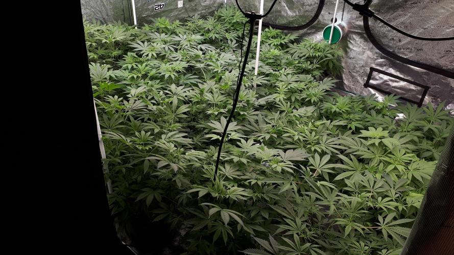 25 PLANT GROW- 8X8 GROW TENT. Week 9