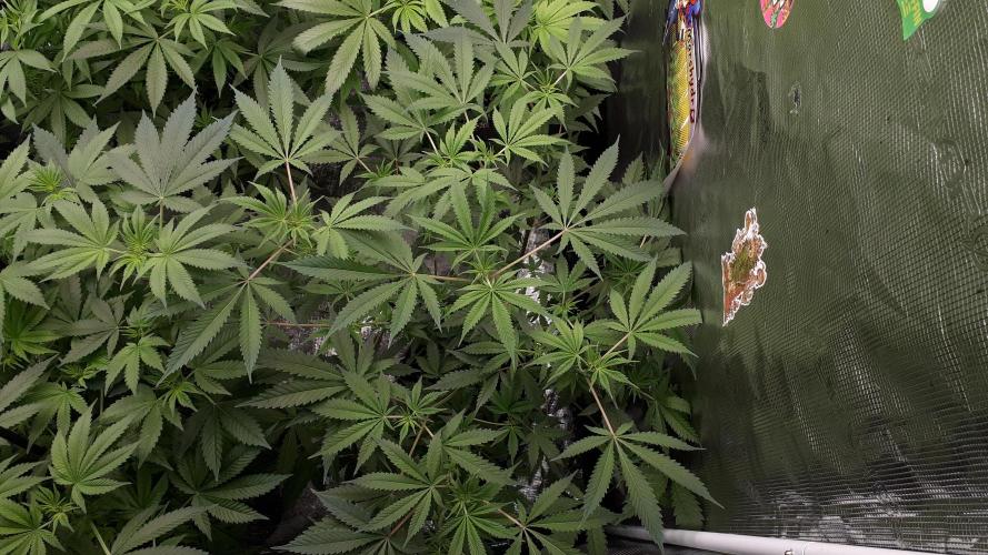 MSNL SEEDS = GORILLA ZKITTLES. Week 9