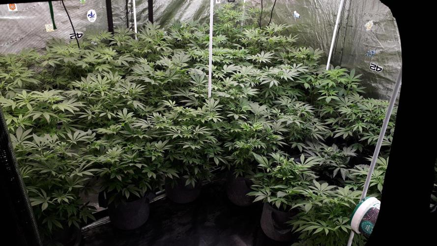 MSNL SEEDS = MIMOSA. Week 9