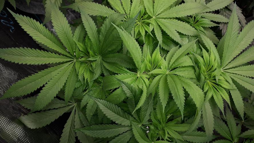 MSNL SEEDS = SKYWALKER OG. Week 9