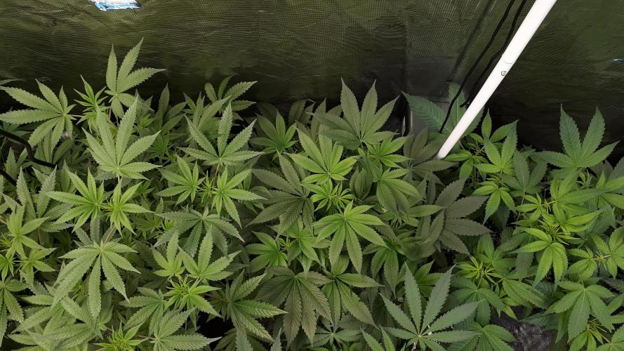 MSNL SEEDS = WHITE TRUFFLE. Week 9