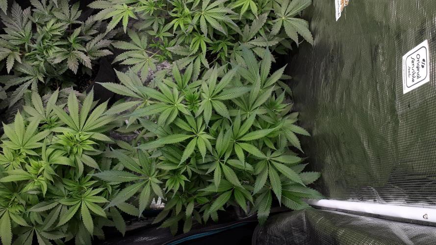 KANNABIA SEEDS = APPLE AND BANANAS. Week 9