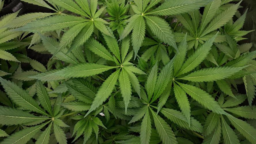 KANNABIA SEEDS = APPLE AND BANANAS. Week 9