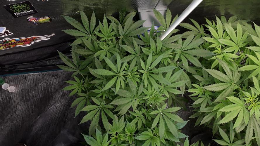 KANNABIA SEEDS = HELLFIRE OG. Week 9