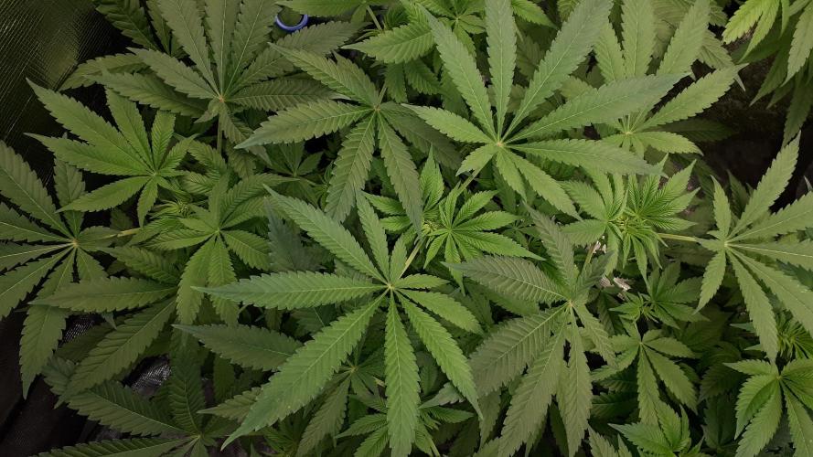 KANNABIA SEEDS = HELLFIRE OG. Week 9