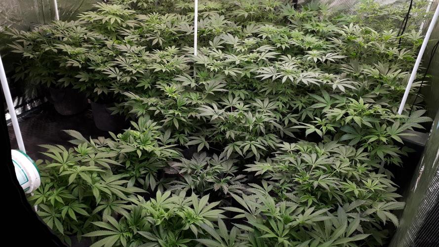 Banana Fumes. Week 9