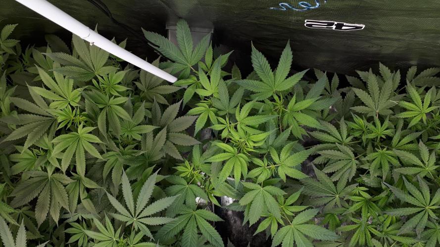 ILGM = GRAPE FANTA. Week 9