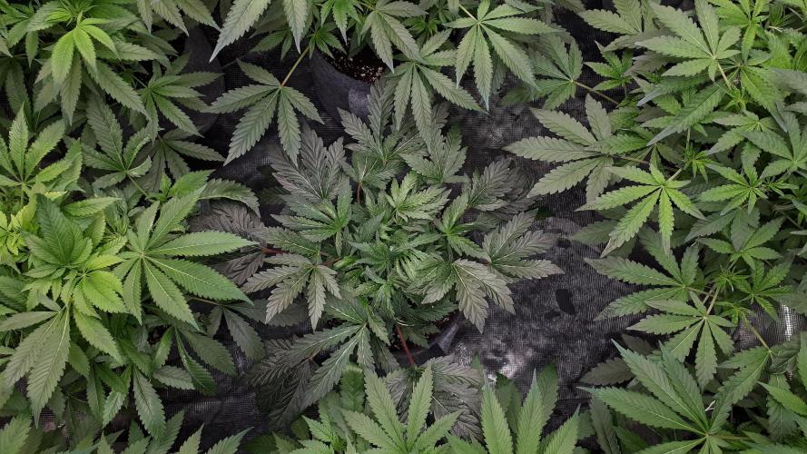 ILGM = TANGIE QUEEN. Week 9