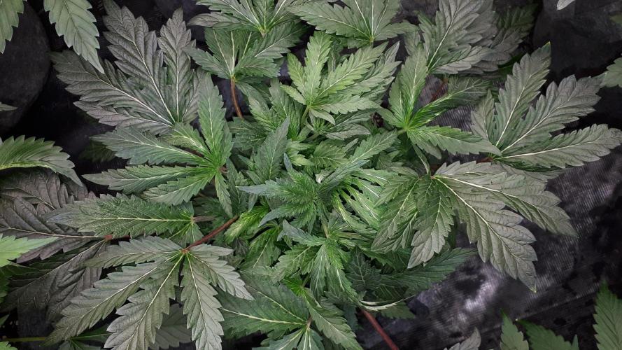 ILGM = TANGIE QUEEN. Week 9